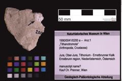 Foto (Objekt + Etiketten) von „Tithanotromota“ (NHMW-GEO-1990-0041-0200a)